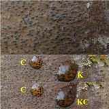 Pyrenula chlorospila image