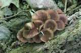 Tricholomopsis rutilans image