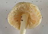 Pluteus tomentosulus image