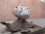 Myriostoma coliforme image