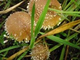 Psathyrella hirta image