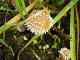 Psathyrella hirta image