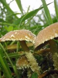 Psathyrella hirta image