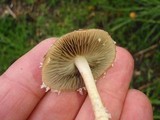 Psathyrella hirta image
