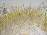 Pluteus leoninus image