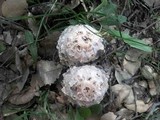 Coprinus levisticolens image