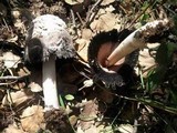 Coprinus levisticolens image