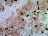 Coprinus levisticolens image