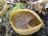 Peziza repanda image