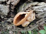 Peziza repanda image
