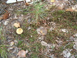 Scleroderma areolatum image