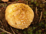 Scleroderma areolatum image