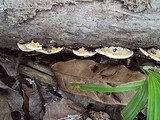 Earliella scabrosa image