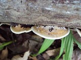 Earliella scabrosa image