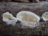 Earliella scabrosa image