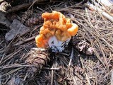 Gyromitra montana image