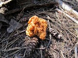 Gyromitra montana image
