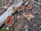 Discina ancilis image