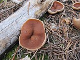 Discina ancilis image