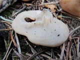 Discina ancilis image
