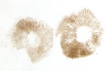 Inocybe brunnescens image