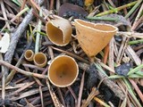 Geopyxis carbonaria image