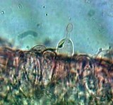 Coprinus levisticolens image