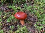 Lactarius subviscidus image