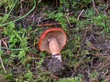 Lactarius subviscidus image