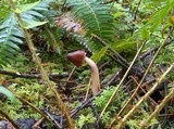 Verpa conica image