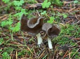 Helvella compressa image