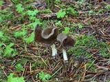 Helvella compressa image