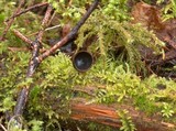 Plectania melastoma image