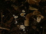 Collybia cirrhata image
