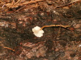 Collybia cirrhata image