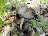 Coprinopsis insignis image