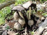 Coprinopsis insignis image