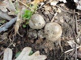 Coprinopsis insignis image