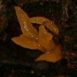 Calocera cornea image