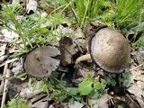 Coprinopsis insignis image