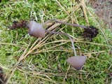 Mycena sanguinolenta image