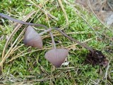 Mycena sanguinolenta image