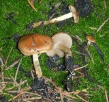 Pholiota highlandensis image