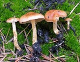 Pholiota highlandensis image