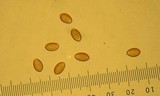 Pholiota highlandensis image