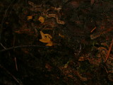 Calocera cornea image