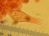 Pholiota highlandensis image
