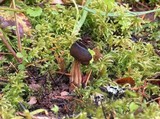 Helvella solitaria image