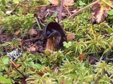 Helvella solitaria image