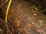 Calocera cornea image